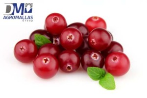 Cranberry with leaves