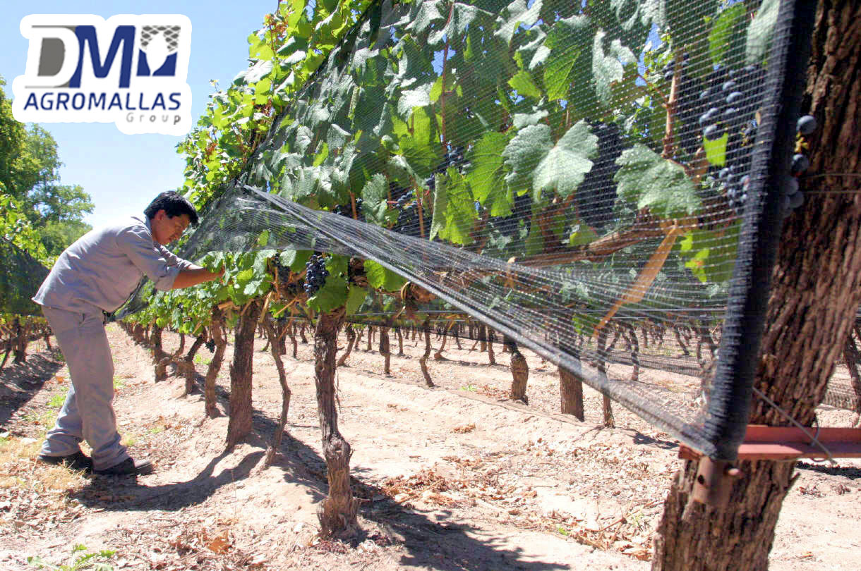 MALLA-ANTIGRANIZO-AGRICOLA-PROTECCION-DE-CULTIVOS-GRANIZO-DMTECNOLOGIAS-DM-AGROMALLAS-7