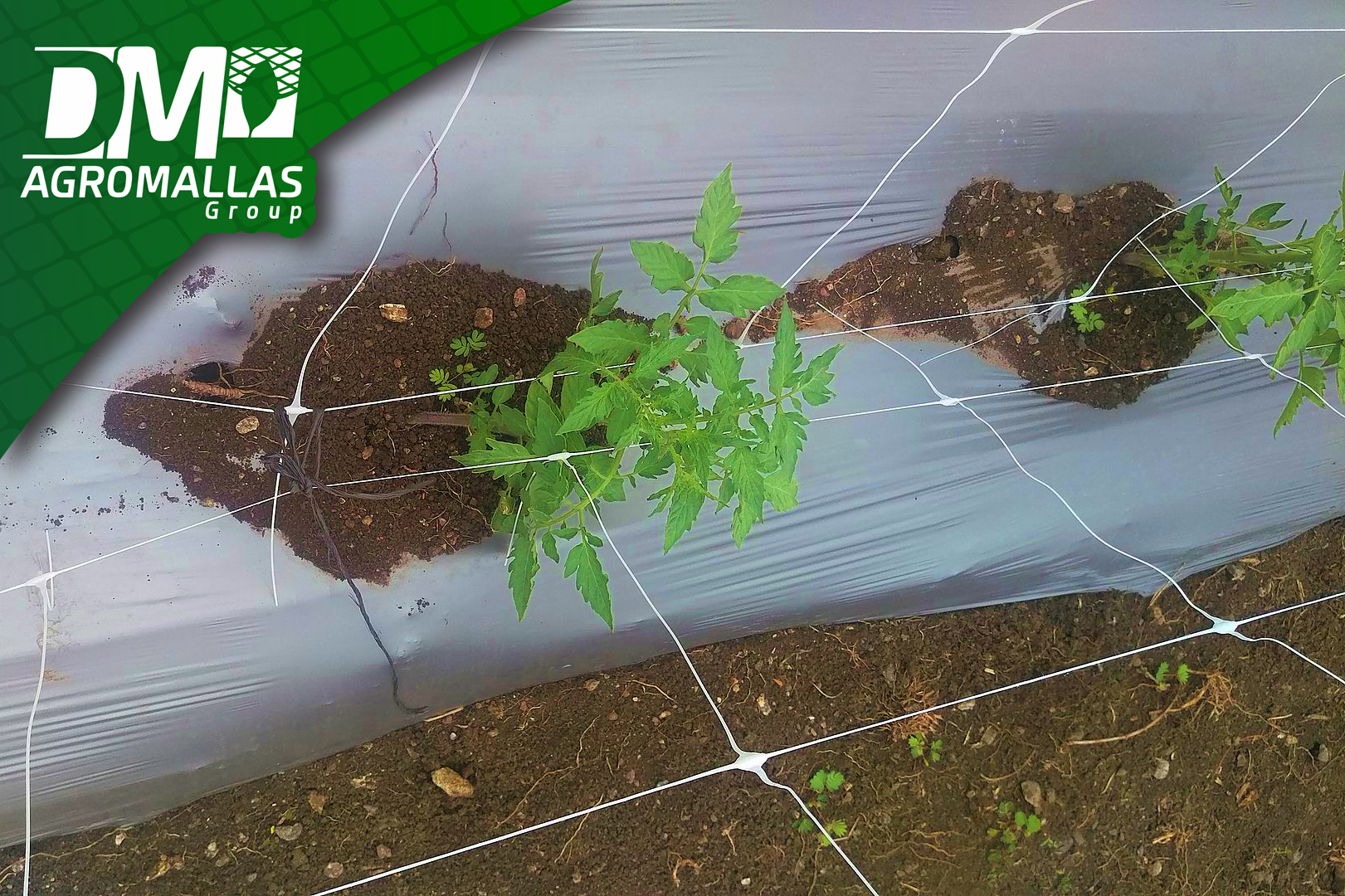 Maria Quiere Cercar Con Malla Un Huerto De Hortalizas