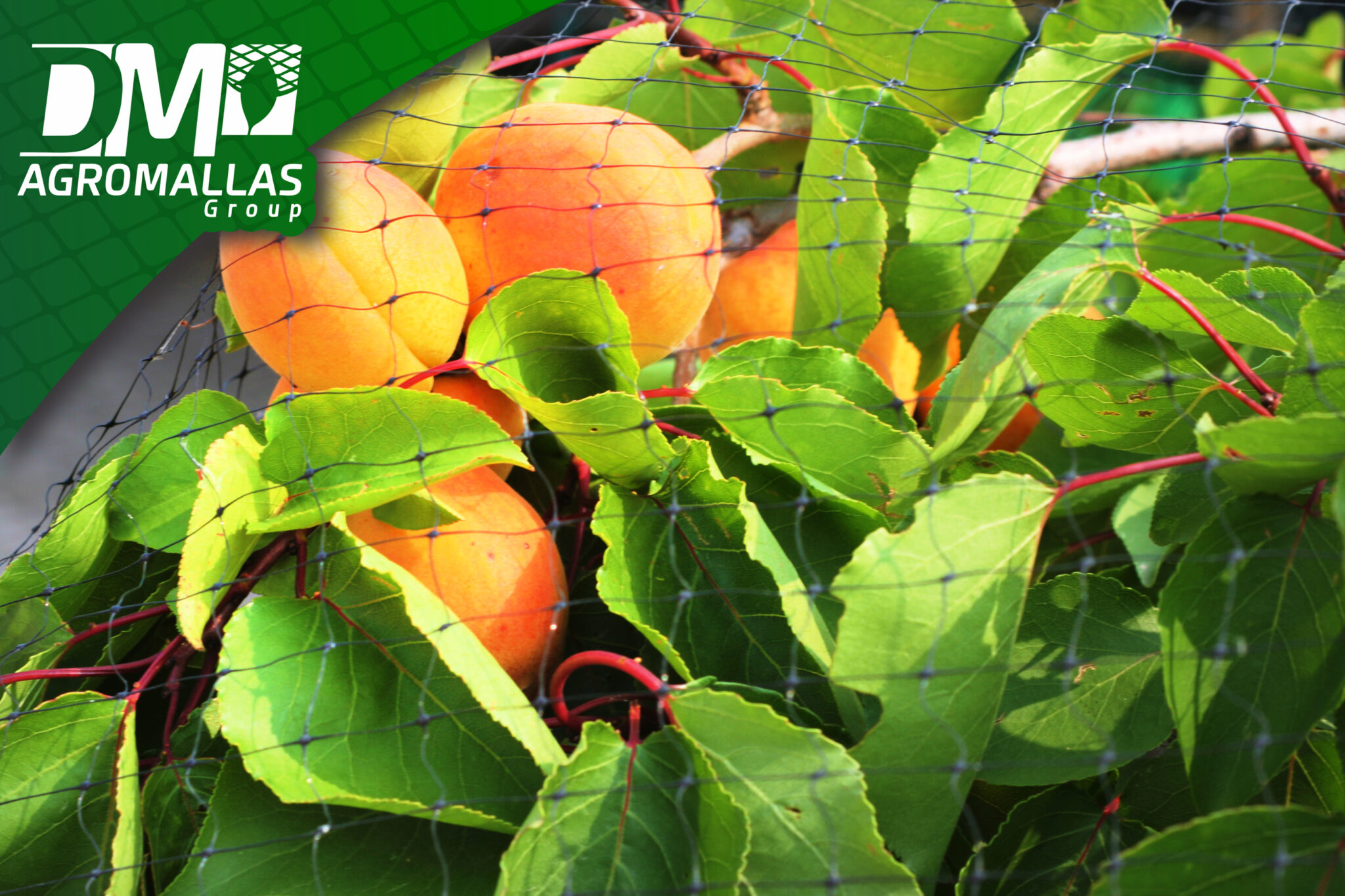 Colorín/Frijolillo: Un árbol nativo de Texas, image size:2048x1365